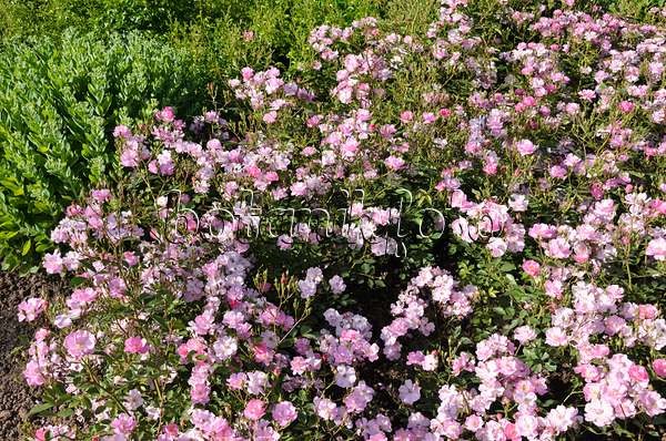 521281 - Rosier couvre-sol (Rosa Lavender Dream)
