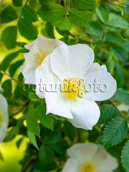 448089 - Rosier des chiens (Rosa canina)