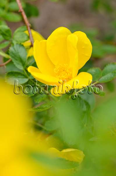 533041 - Rosier fétide (Rosa foetida 'Persian Yellow')