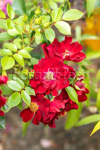 616331 - Rosier florifère (Rosa Bienenweide Rot)