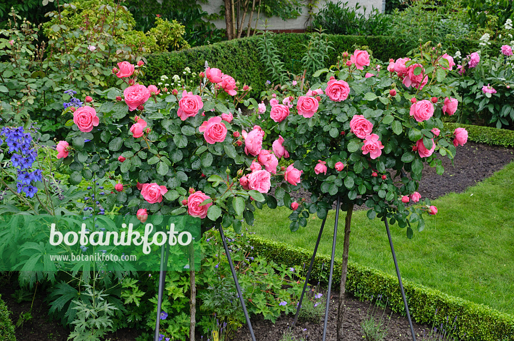 473141 - Rosier florifère (Rosa Leonardo da Vinci)