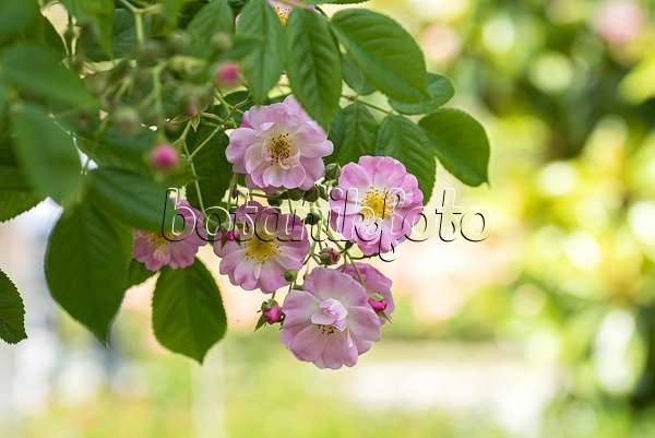 651487 - Rosier grimpant (Rosa Apple Blossom)