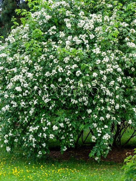 461041 - Rosier multiflore (Rosa moschata x multiflora)