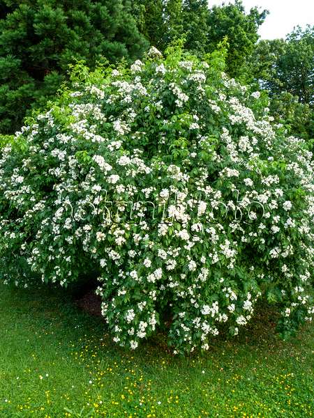 461068 - Rosier multiflore (Rosa moschata x multiflora)
