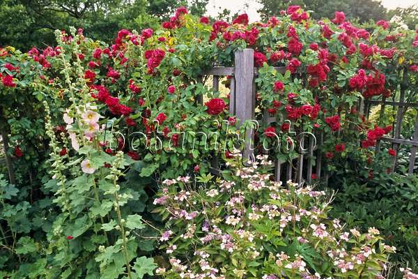 366052 - Rosier (Rosa), rose trémière (Alcea) et hortensia (Hydrangea)