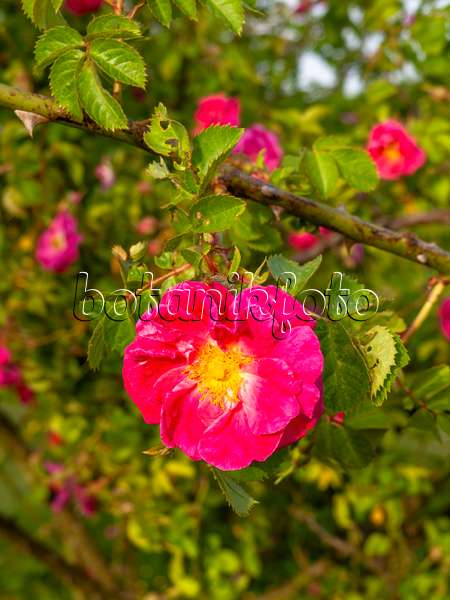 460170 - Rosier rubigineux (Rosa rubiginosa 'Edith Bellenden')