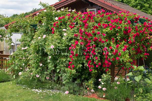 534235 - Rosiers (Rosa) devant un abri de jardin