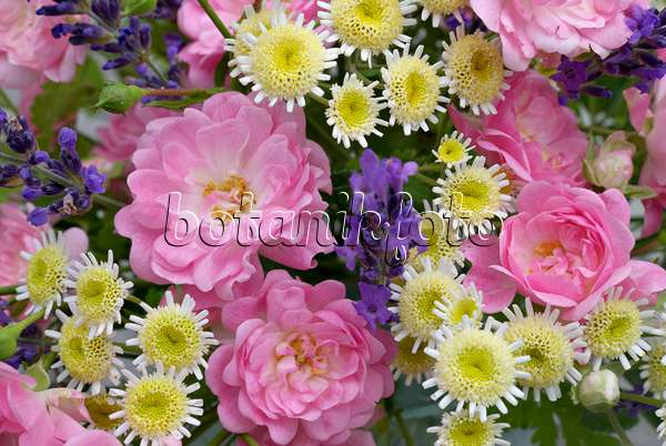 452147 - Rosiers (Rosa The Fairy), grandes camomilles (Tanacetum parthenium) et lavandes vrais (Lavandula angustifolia)