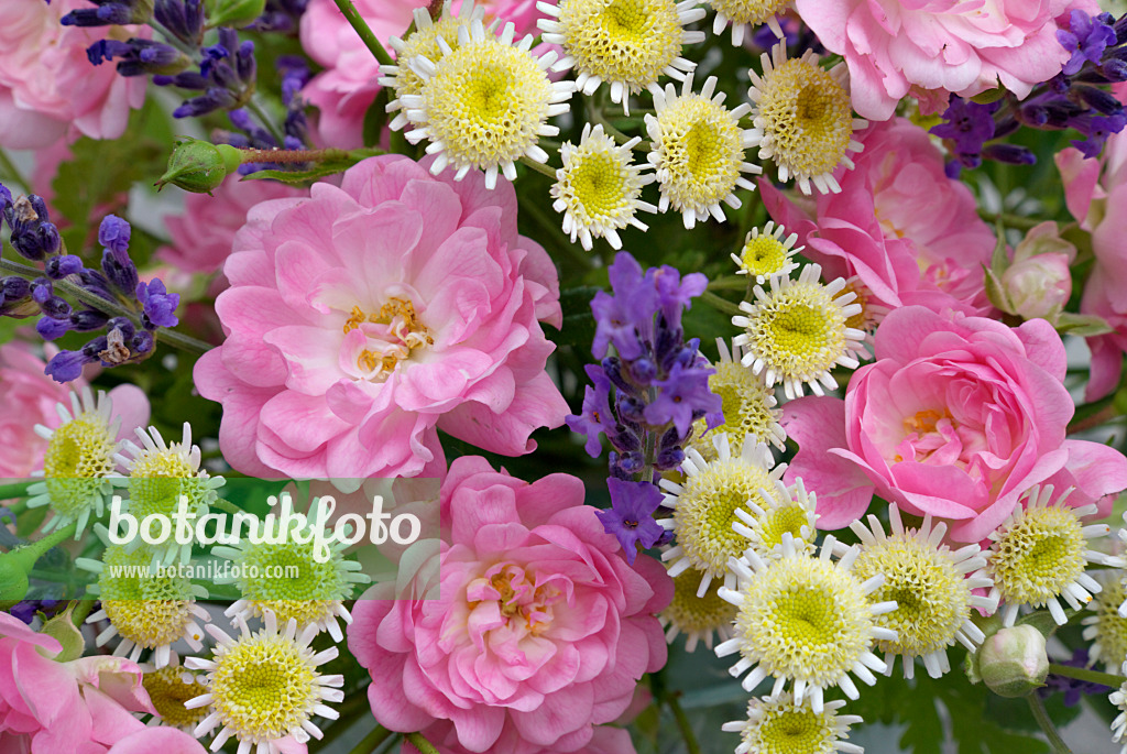 452147 - Rosiers (Rosa The Fairy), grandes camomilles (Tanacetum parthenium) et lavandes vrais (Lavandula angustifolia)