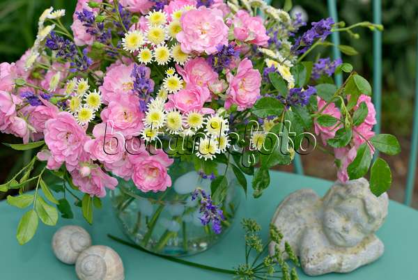 452150 - Rosiers (Rosa The Fairy), grandes camomilles (Tanacetum parthenium) et lavandes vrais (Lavandula angustifolia)