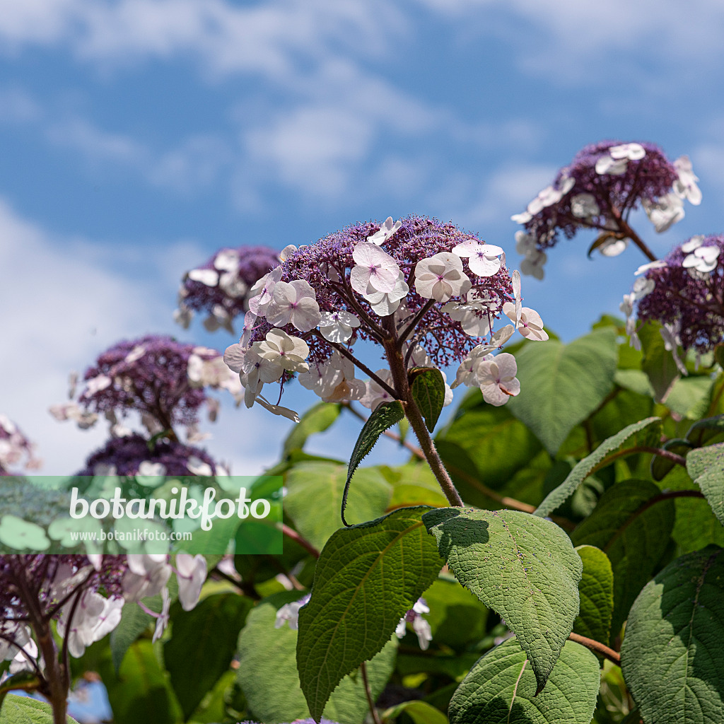 616236 - Rough-leaved hydrangea (Hydrangea aspera 'Macrophylla')