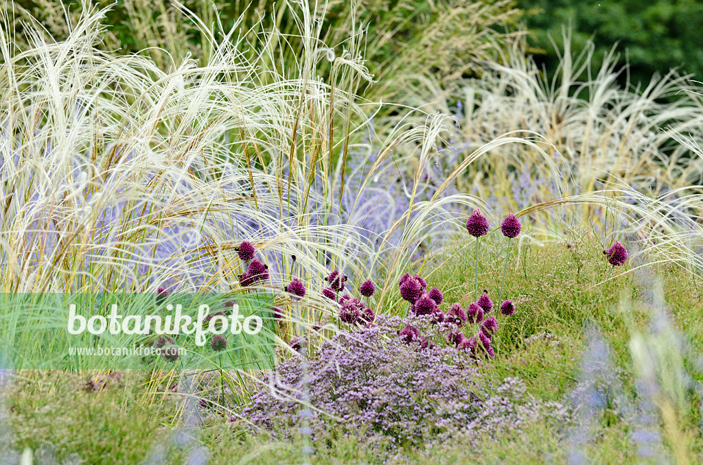 498084 - Round-headed leek (Allium sphaerocephalon), feather grass (Stipa barbata) and Russian sage (Perovskia abrotanoides)