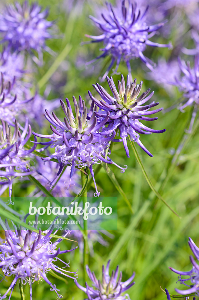 508537 - Round-headed rampion (Phyteuma orbiculare)