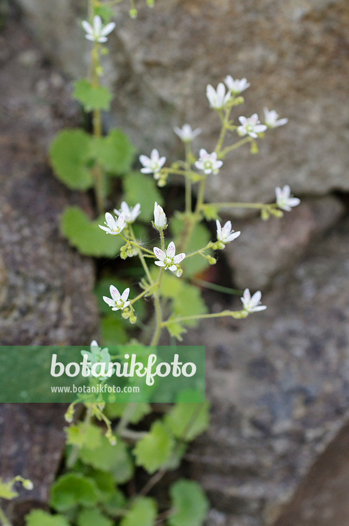 472007 - Round-leaved saxifrage (Saxifraga rotundifolia)