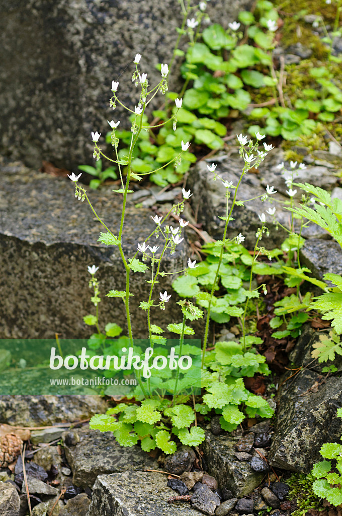 484196 - Round-leaved saxifrage (Saxifraga rotundifolia)