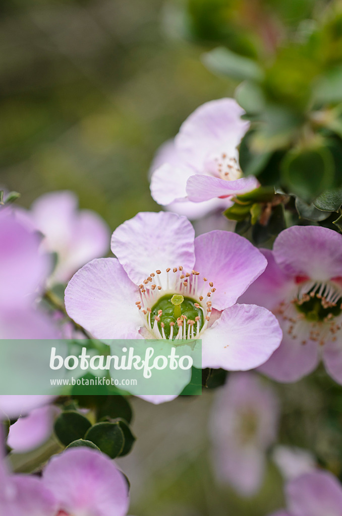 508496 - Round-leaved tea tree (Leptospermum rotundifolium)