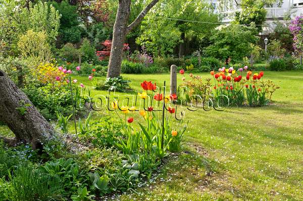 471284 - Row house garden with lawn and fruit trees