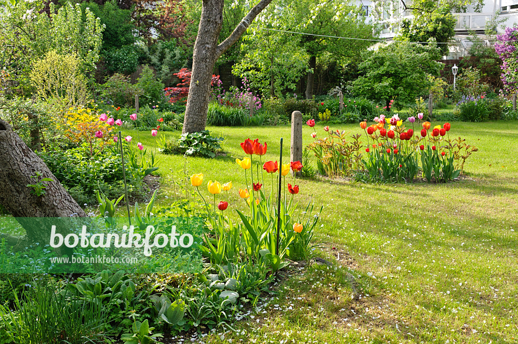 471284 - Row house garden with lawn and fruit trees