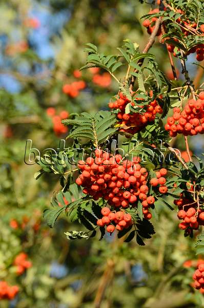 499061 - Rowan (Sorbus aucuparia)