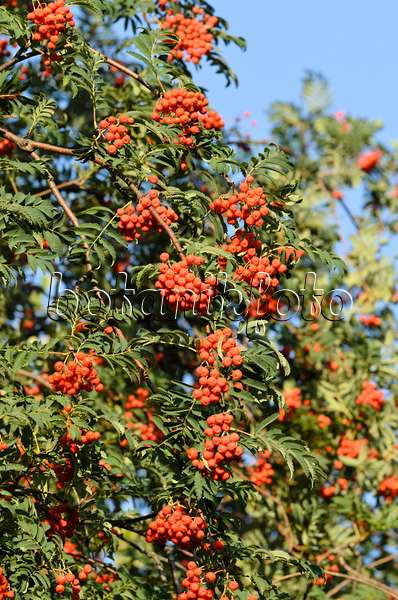 499062 - Rowan (Sorbus aucuparia)
