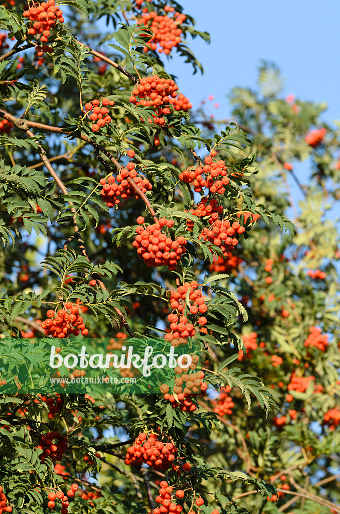 499062 - Rowan (Sorbus aucuparia)