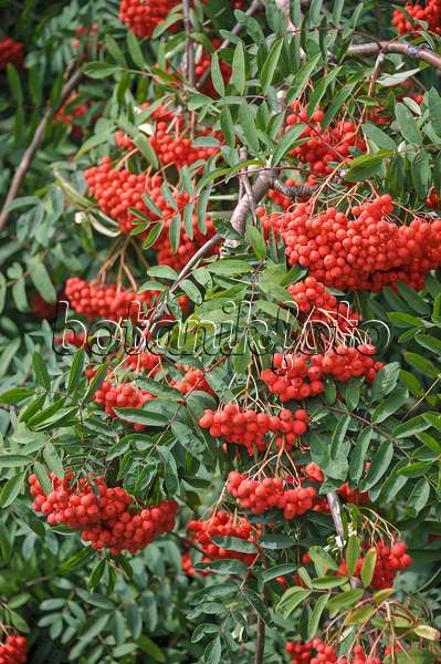 517383 - Rowan (Sorbus aucuparia 'Rosina')