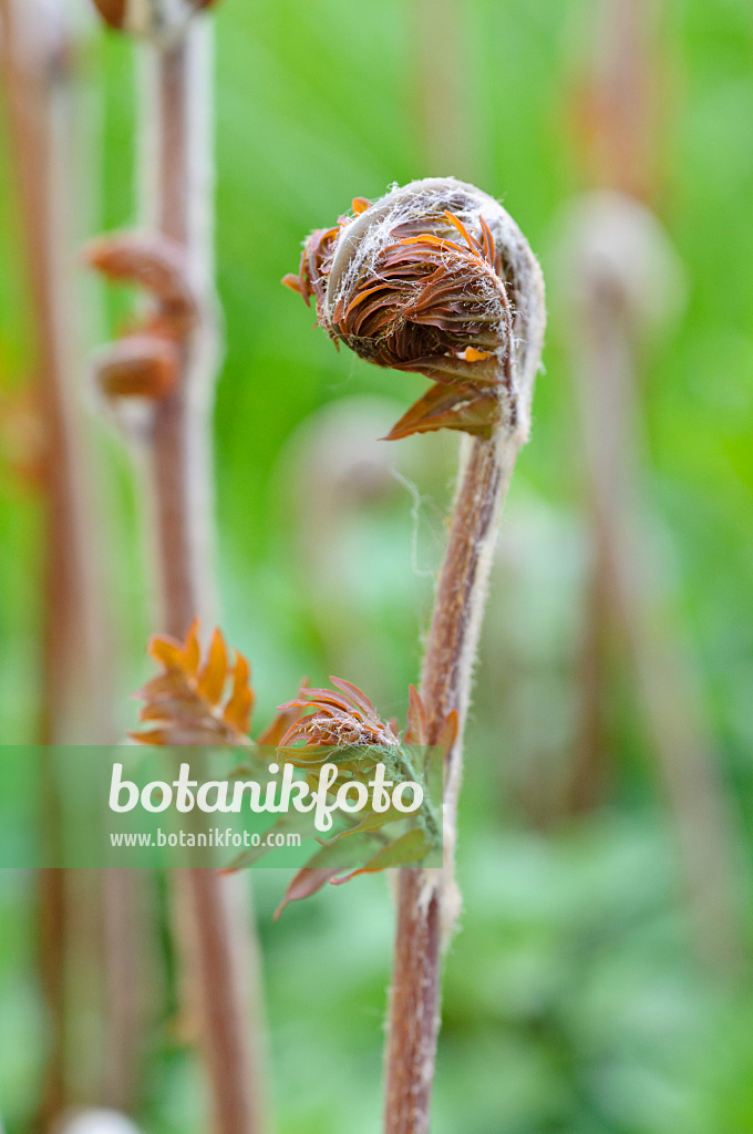 471174 - Royal fern (Osmunda regalis)