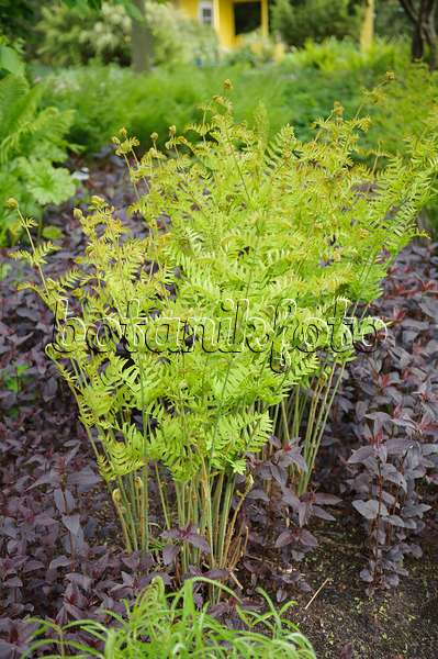 547211 - Royal fern (Osmunda regalis) in an allotment garden