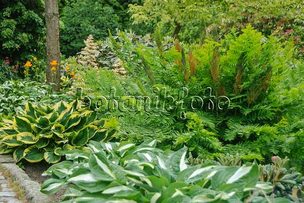 517459 - Royal fern (Osmunda regalis) and plantain lilies (Hosta)