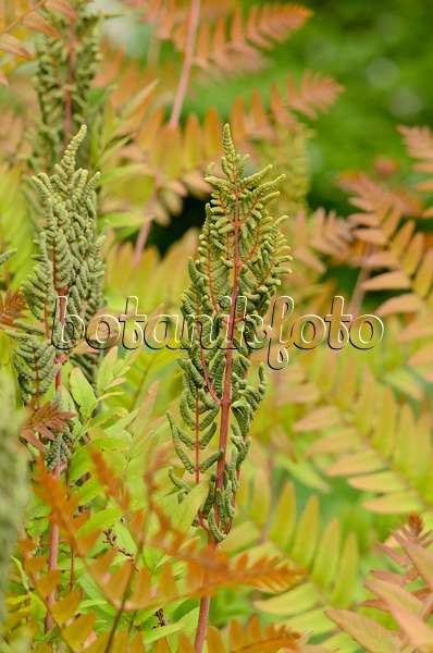520354 - Royal fern (Osmunda regalis) with fertile fronds
