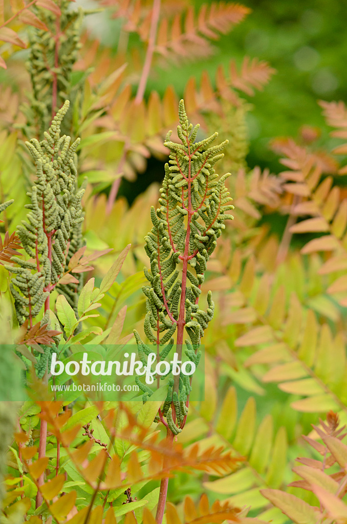 520354 - Royal fern (Osmunda regalis) with fertile fronds