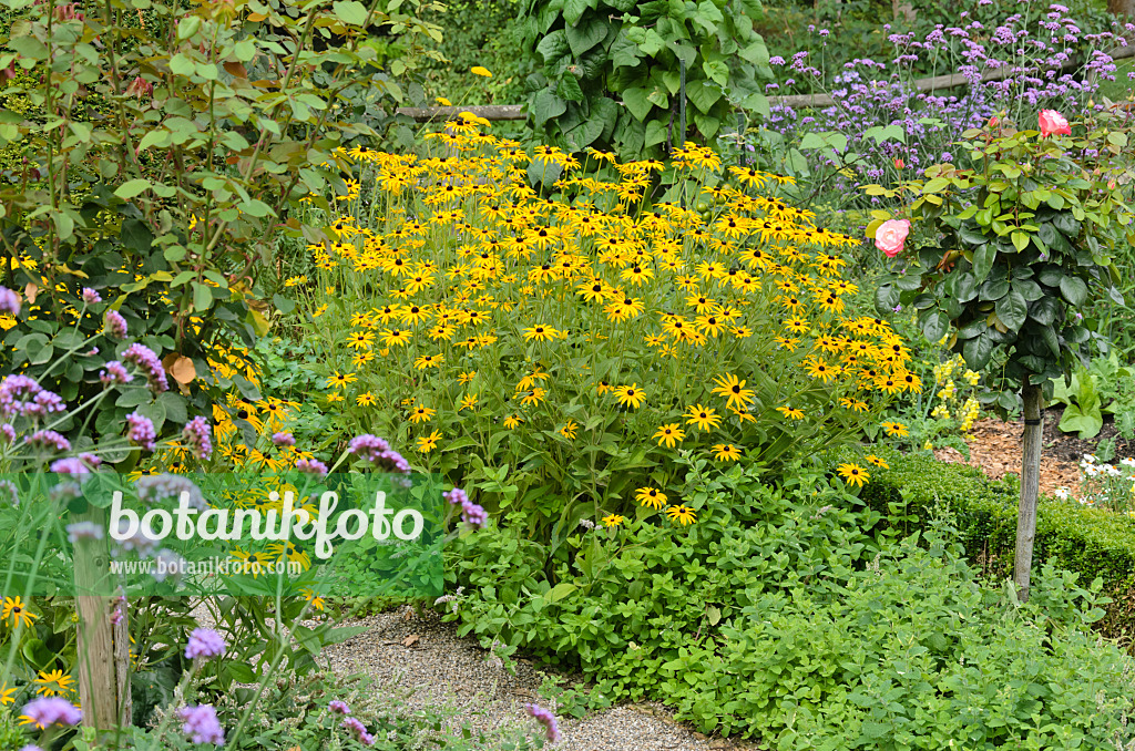 535182 - Rudbeckie (Rudbeckia fulgida), verveine de Buenos Aires (Verbena bonariensis) et rosier (Rosa)