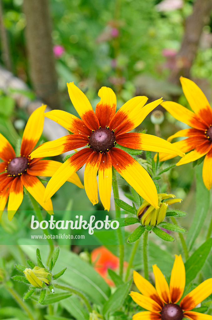 474138 - Rudbeckie (Rudbeckia hirta)