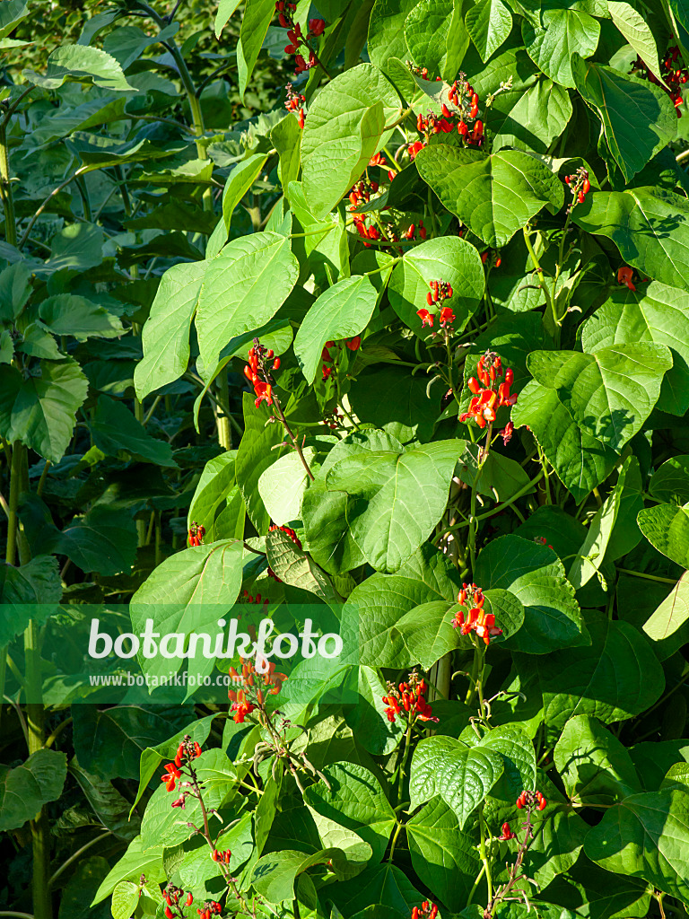 462106 - Runner bean (Phaseolus coccineus)