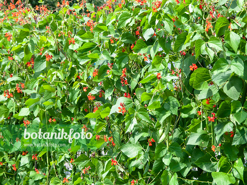 475033 - Runner bean (Phaseolus coccineus)