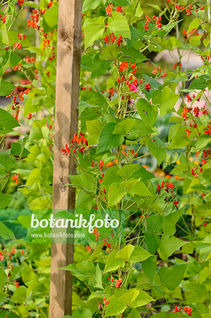 523166 - Runner bean (Phaseolus coccineus)