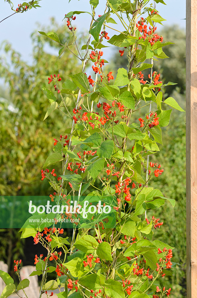 523178 - Runner bean (Phaseolus coccineus)