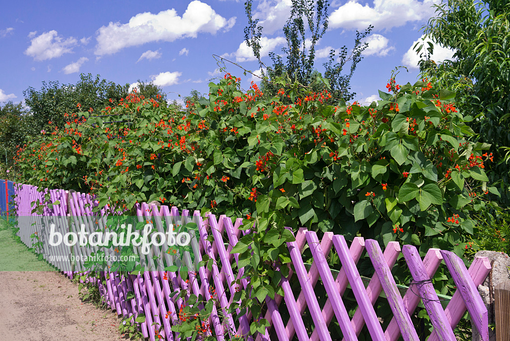 573025 - Runner bean (Phaseolus coccineus) in front of a purple garden fence