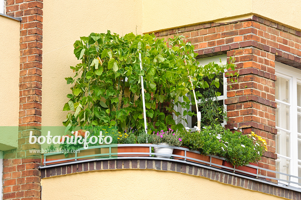 475017 - Runner bean (Phaseolus coccineus) on a balcony