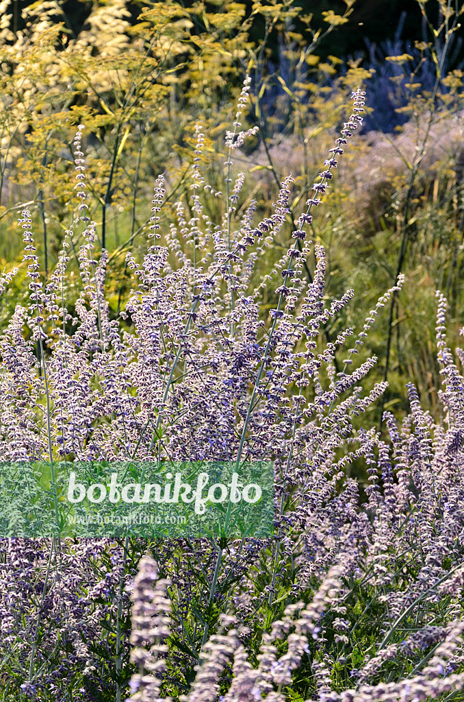 571020 - Russian sage (Perovskia)