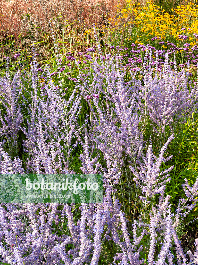 404015 - Russian sage (Perovskia abrotanoides)