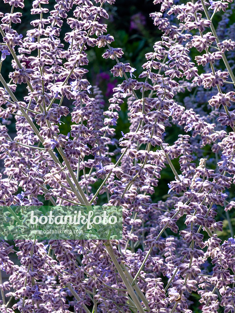 439378 - Russian sage (Perovskia abrotanoides)