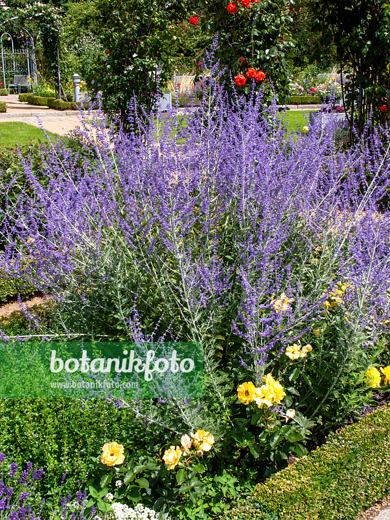 462083 - Russian sage (Perovskia abrotanoides)