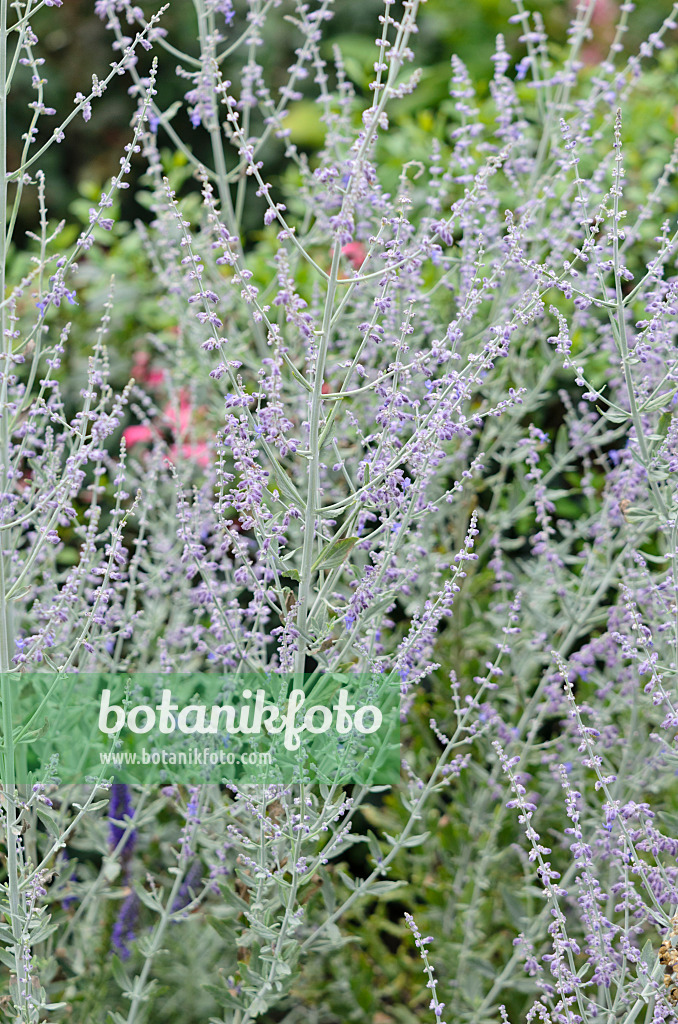 534415 - Russian sage (Perovskia abrotanoides 'Little Spire')