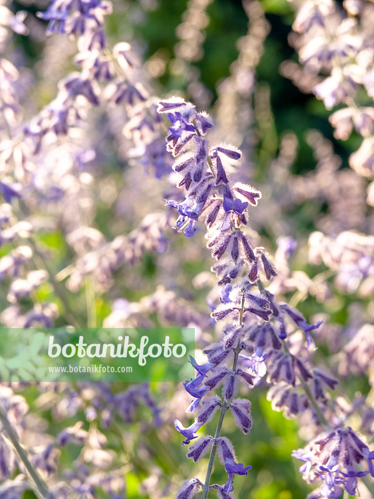 463025 - Russian sage (Perovskia atriplicifolia)