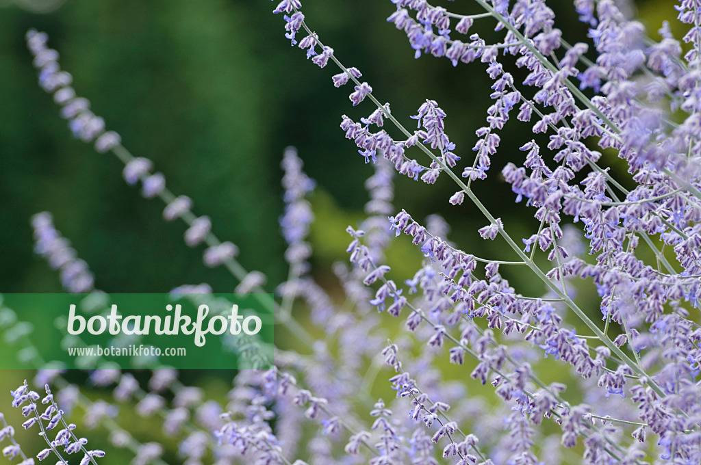 475002 - Russian sage (Perovskia atriplicifolia)