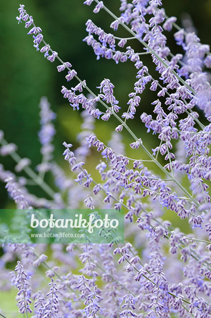 475003 - Russian sage (Perovskia atriplicifolia)