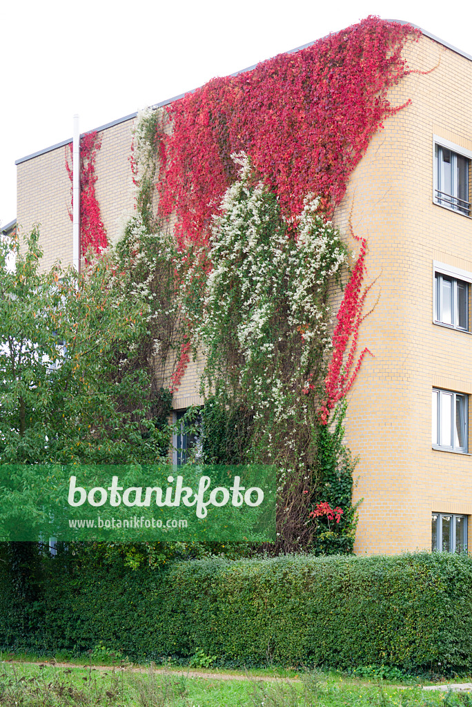 625090 - Russian vine (Fallopia aubertii syn. Polygonum aubertii) and Virginia creeper (Parthenocissus quinquefolia)