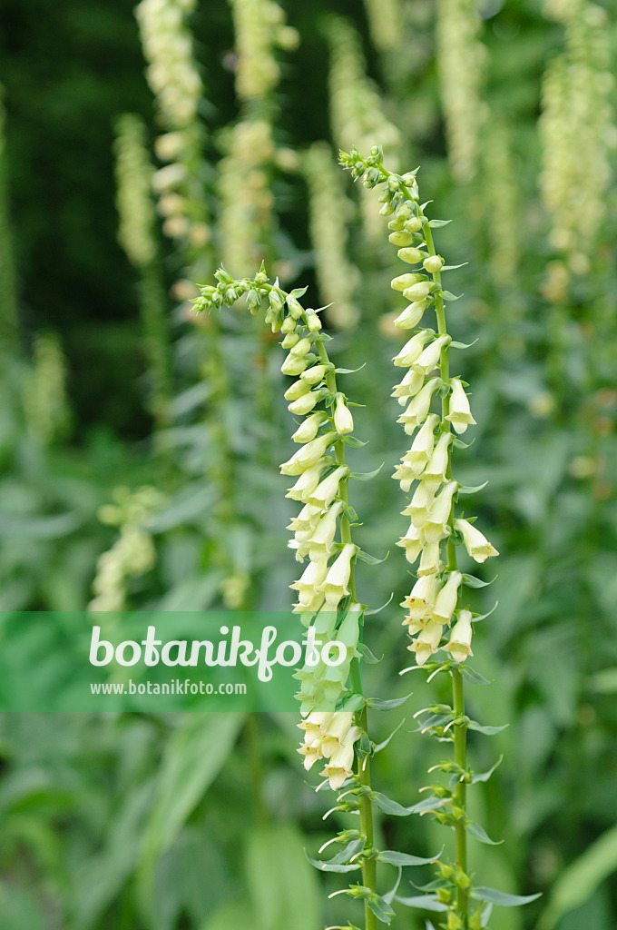 486102 - Rusty foxglove (Digitalis ferruginea 'Gelber Herold')