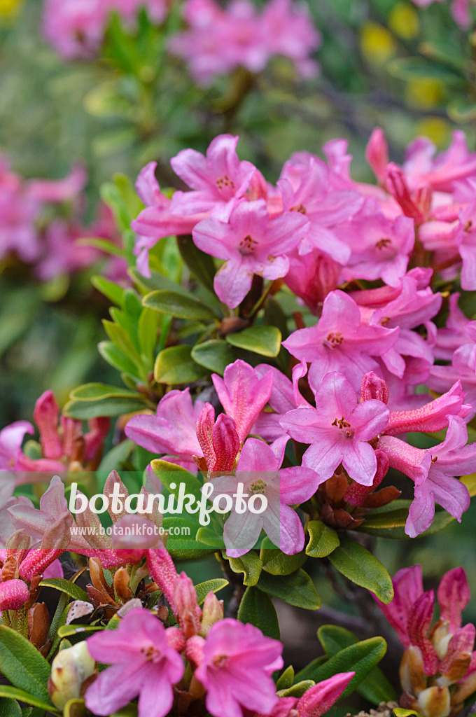 472410 - Rusty leaved alpen rose (Rhododendron ferrugineum)